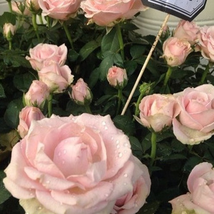 Pornhub最新版免费入口
